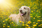 Fototapeta  - Golden retriever, Happy dog