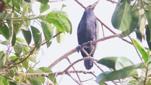 Great Cormorant Bird On Tree Branch Looking For Food I Great Cormorant Bird Stock Video