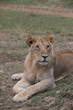 Surprised lion  (Masai Mara)