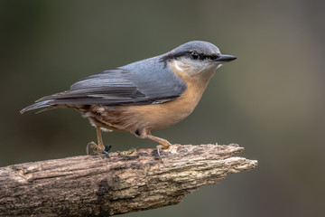 Aufkleber - A nuthatch close up of the bird perched on a thick branch facing right with its head turned slightly