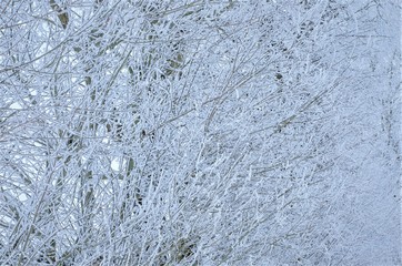 Wall Mural - tree branches in hoarfrost background