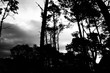 Imagen blanco y negro, fotografia de bosque, copa de arboles 