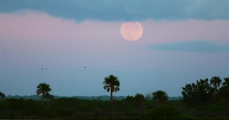 Wall Mural - Full moon at sunset in the Everglades against blue cloudy sky with palm trees and birds flying in slow motion.