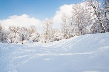 Wall Mural - sunny and snowy day in the park