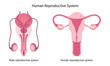 Human reproductive system anatomy vector