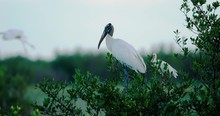 Wood Stork Roosting On A Green Bush In The Early Morning