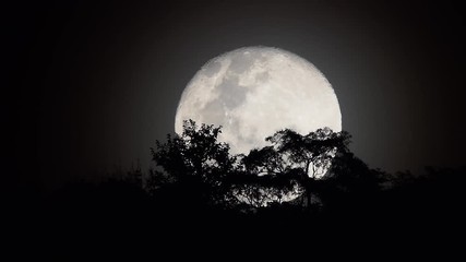 Wall Mural - Full moon rising behind trees.