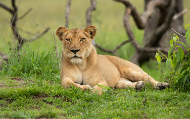 Wall Mural - Lioness resting in the wild