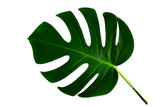 Fototapeta Niebo - Monstera leaf isolated on white background with clipping path.