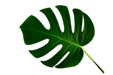 Monstera Leaf Isolated On White Background With Clipping Path.