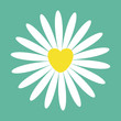 © worldofvector - White daisy chamomile icon. Cute flower plant collection. Yellow heart center. Valentines day Love card. Camomile Growing concept. Flat design. Green background. Isolated.