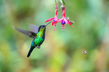 Wall Mural - blue hummingbird violet sabrewing flying next to beautiful red flower. tinny bird fly in jungle. wil