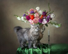 Still Life With Luxurious Bouquet Of Flowers And Curious Kitty