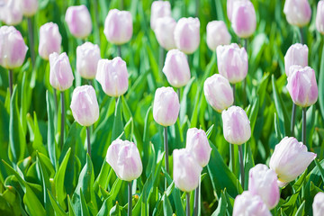 Fotomurales - Multicolored Tulips in garden in Netherlands