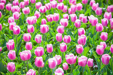 Fotomurales - Multicolored Tulips in garden in Netherlands
