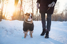 Walking With A Dog On Cold Winter Day. Person With A Dog In Warm Clothing On The Leash At A Park