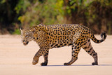 Jaguar, Panthera Onca, Female, Cuiaba River, Porto Jofre, Pantanal Matogrossense, Mato Grosso do Sul, Brazil