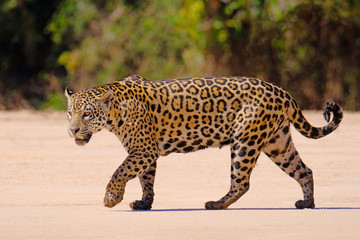 jaguar, panthera onca, female, cuiaba river, porto jofre, pantanal matogrossense, mato grosso do sul