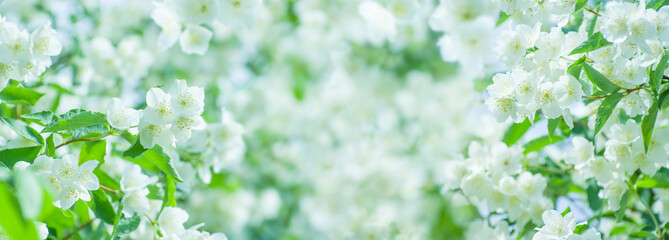 Aufkleber - Spring natural  background with bright blooming jasmine. Spring floral background