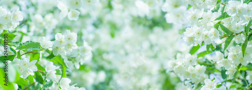 Spring natural background with bright blooming jasmine Tableau sur Toile