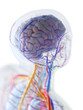 © Sebastian Kaulitzki - 3d rendered medically accurate illustration of the anatomy of the human brain