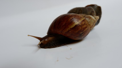 snail, with a white background