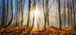 Forest enchanted by rays of sunlight in winter or autumn