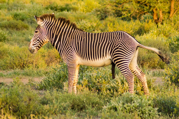 Canvas Print - Isolated zebra walking in the savannah of Samburu Park