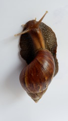 Wall Mural - snail, with a white background