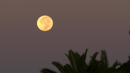 full moon at dusk in the tropics with palm tree