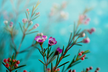 Wall Mural - Flower design. Macro. Delicate flowers in soft light on a turquoise background. Flowers in spring and summer for design.