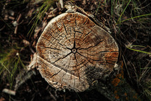 Dried Tree Stump In The Forest, Top View.