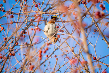 waxwing eating berries on a tree on the bright blue sky background