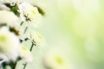 Wall Mural - Chrysanthemums in soft light. Macro. Chrysanthemum flowers on a green background with highlights. Flowers in spring and summer.