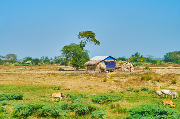 Poster - Cows, grazing in the meadow, Bago suburb, Myanmar.