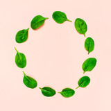 Fototapeta Na ścianę - Fresh green spinach leaves in the shape of circle on pink background Flat lay top view copy space. Creative food concept. Ingredient for salad. Vegetable design. Healthy lifestyle.