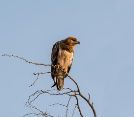 Poster - Juvenile Tawny Eagle