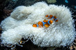 Nemo clownfish in bleached anenome during coral bleaching event
