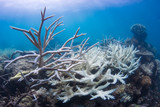 Fototapeta Do akwarium - Coral bleaching with blue water on reef in Australia, Great Barrier Reef
