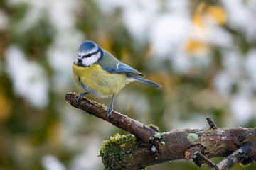 Wall Mural - Blue Tit