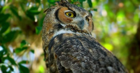 Spectacular close-up of a Great Horned Owl with big eyes looking directly at camera.