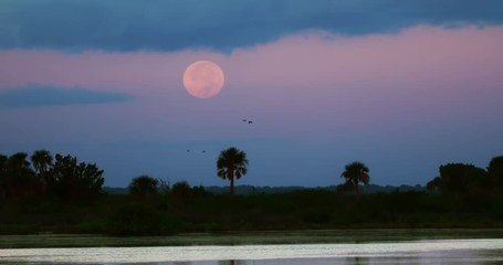 Wall Mural - Full moon at sunset in the Everglades against blue cloudy sky with palm trees and birds flying in slow motion.