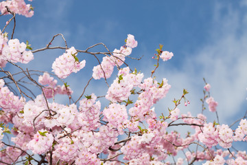 Wall Mural - Cherry blossoms in the city Park. Pink Sakura Blossoms in Central Park Landscape