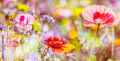 summer meadow with red poppies