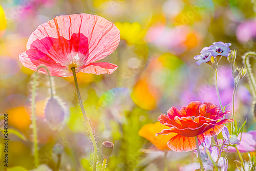 summer meadow with red poppies