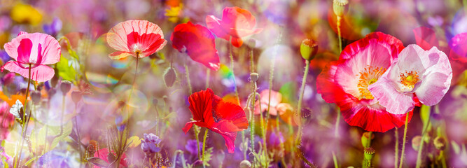 Sticker - summer meadow with red poppies