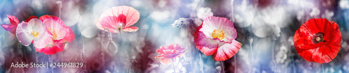 summer meadow with red poppy