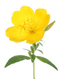 Fototapeta  - yellow evening primrose isolated on white