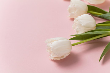 Wall Mural - White tulip flowers on a pastel pink background