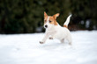 jack russell terrier puppy running in the snow